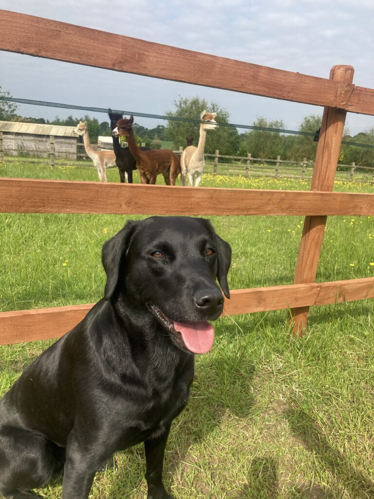IMG_0135 Scent Training