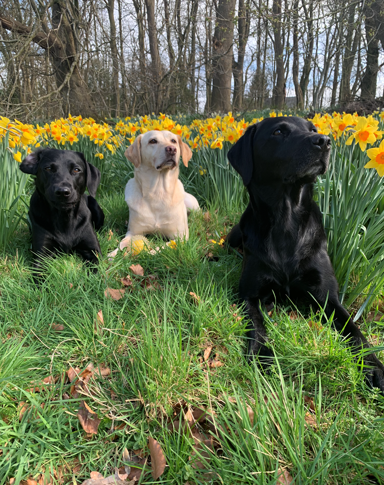 Penny Labradors