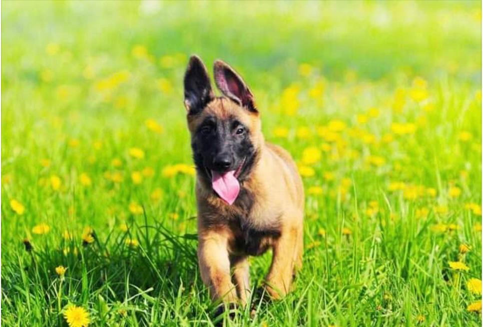 Puppy