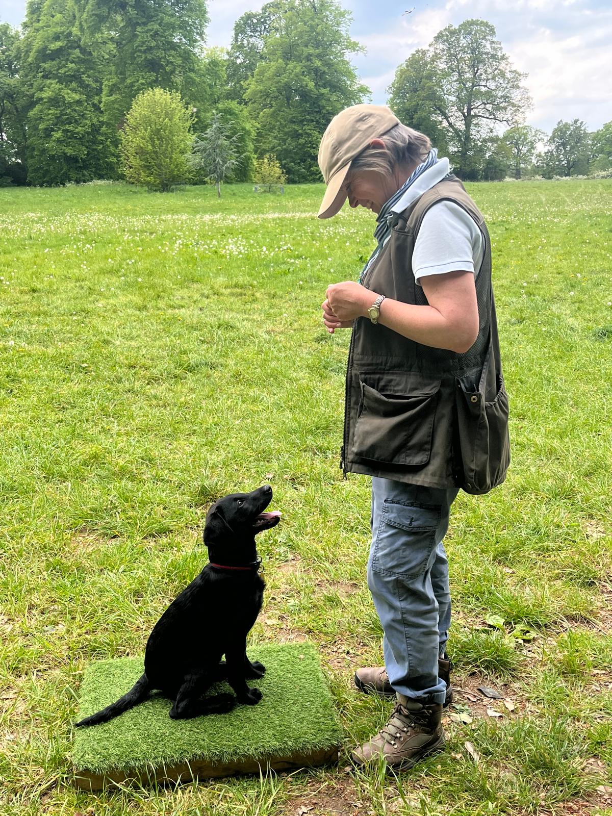 Puppy Training Puppy Training
