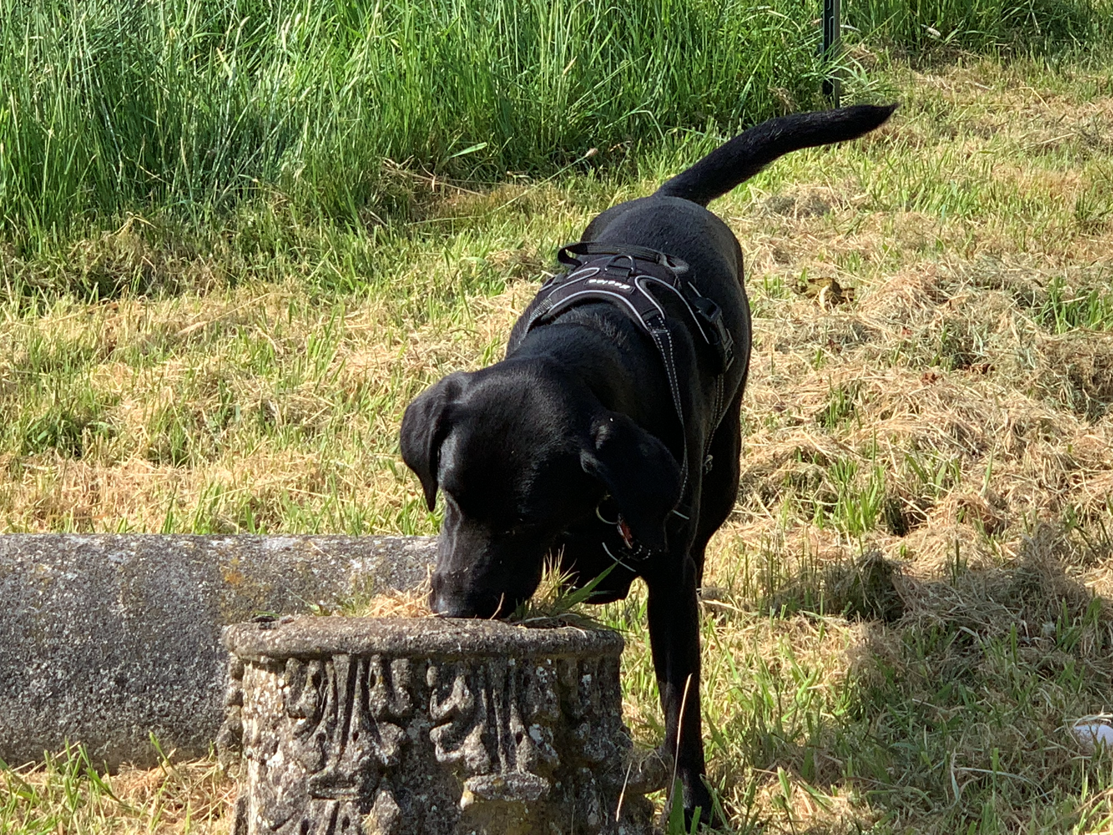 Scent-Training-Canine-Consultant