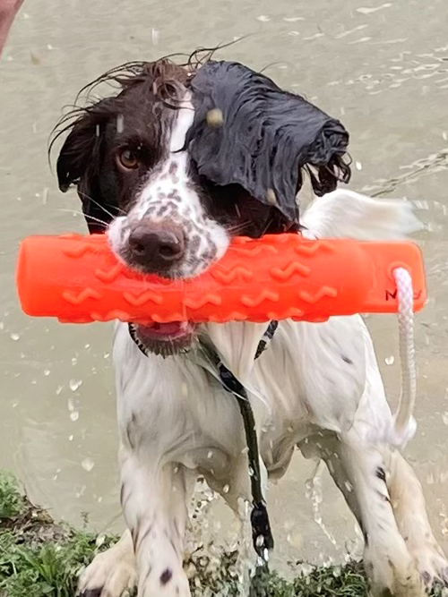 gundog-in-water