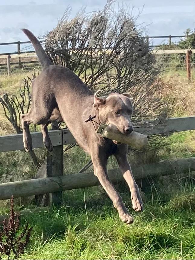 gundog-with-dummy gundog-with-dummy