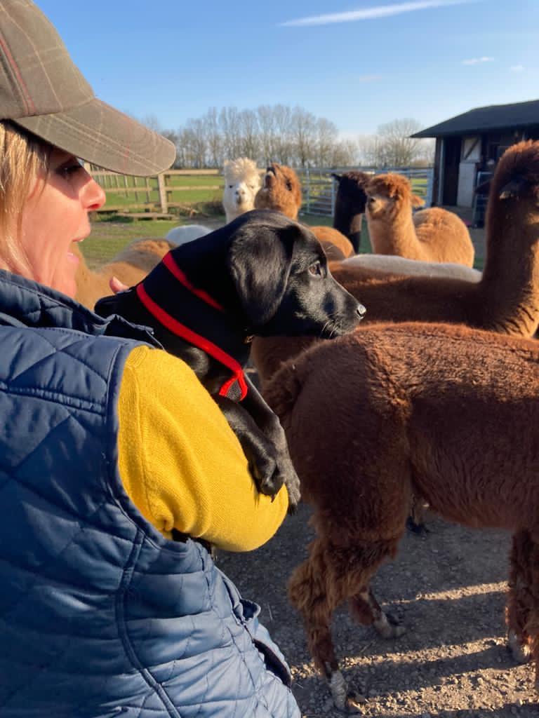llama