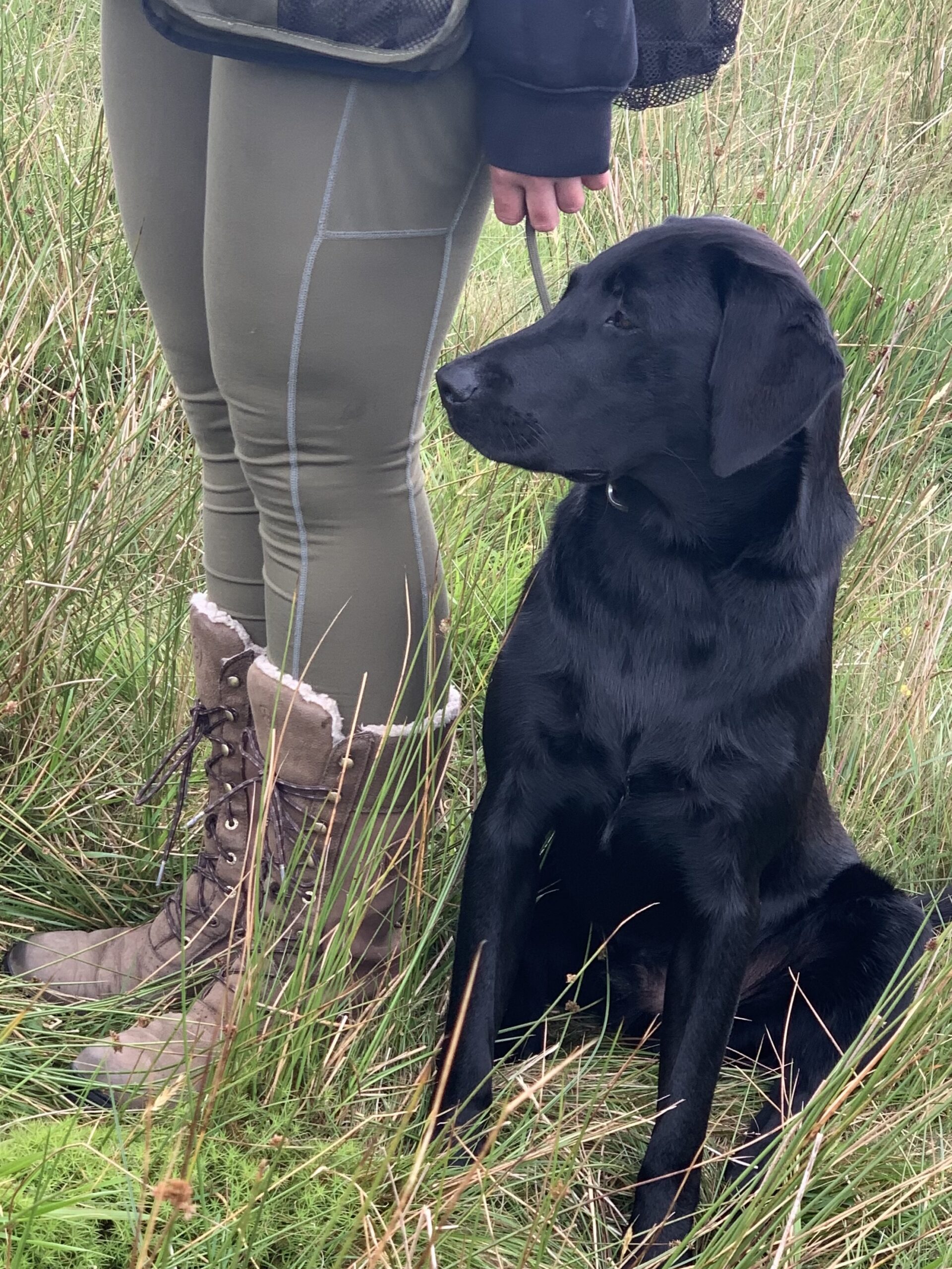 patient-gundog patient-gundog
