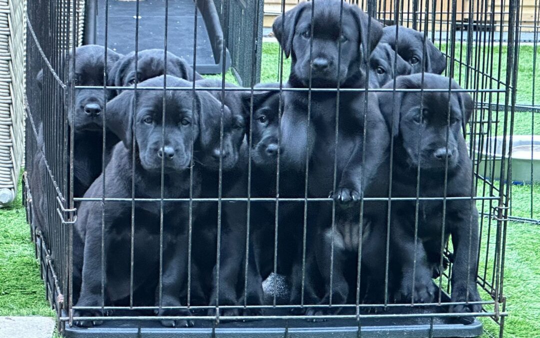 Buying a puppy