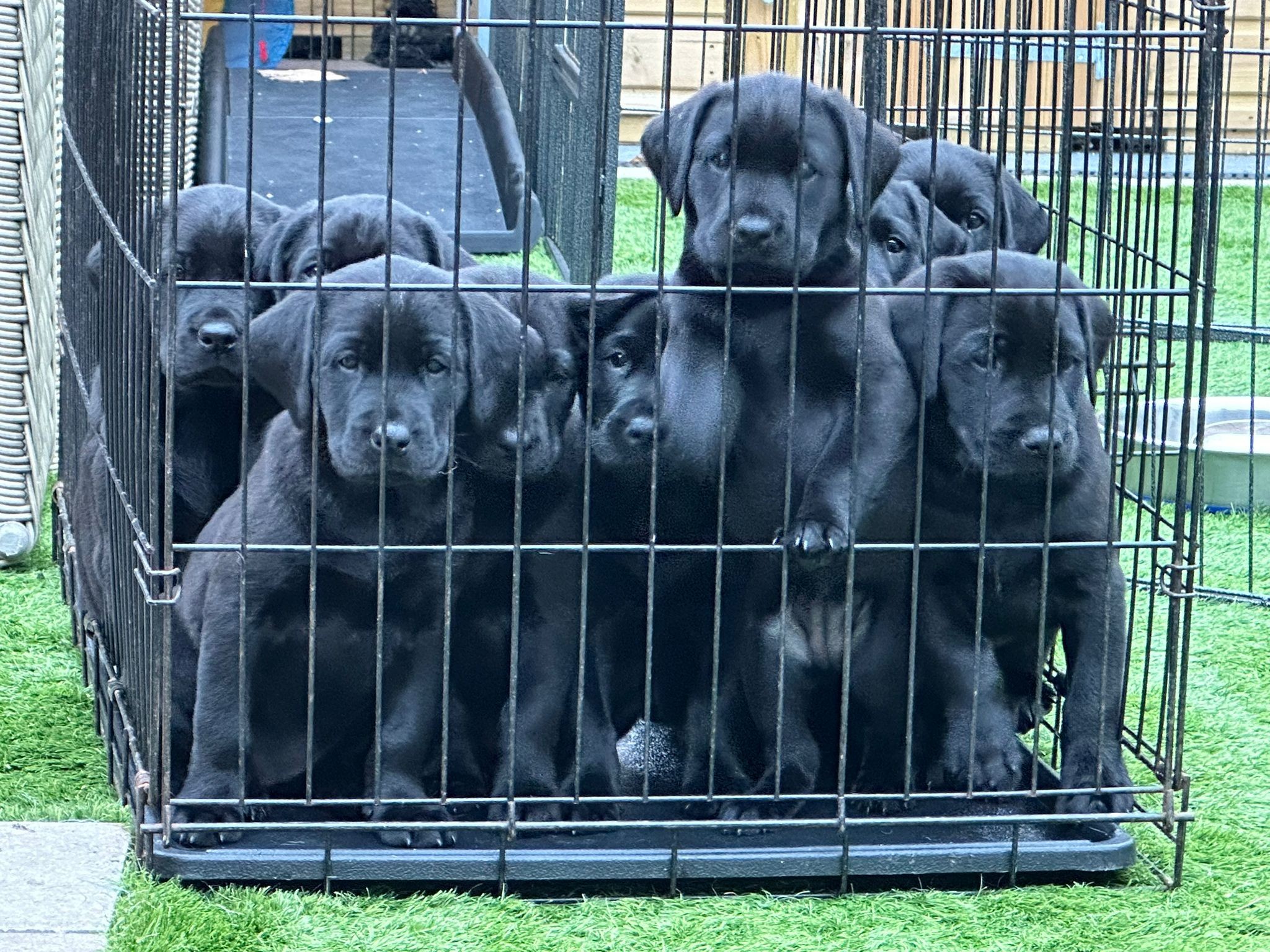 puppies
