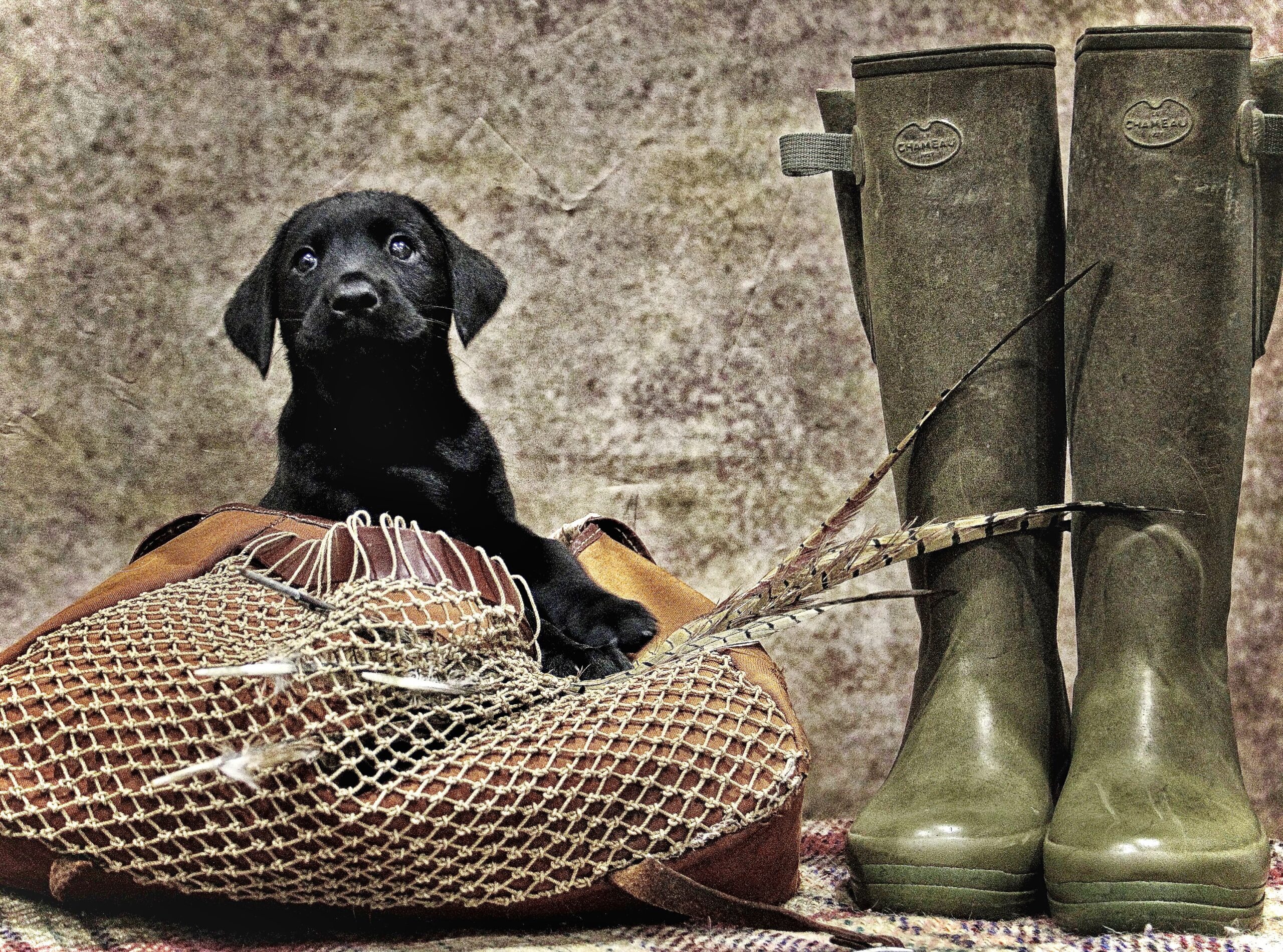 puppy-gundog