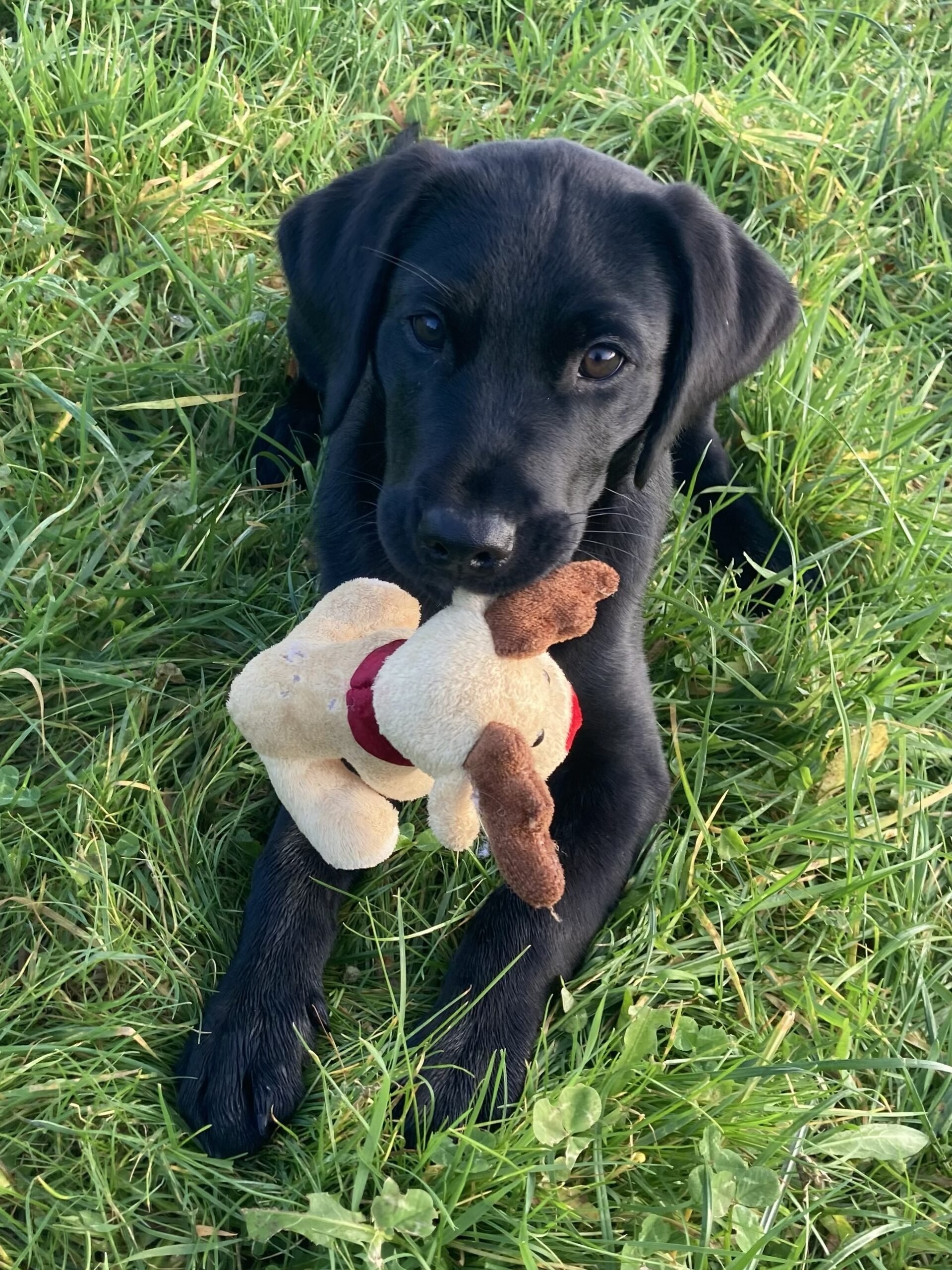 puppy-toy