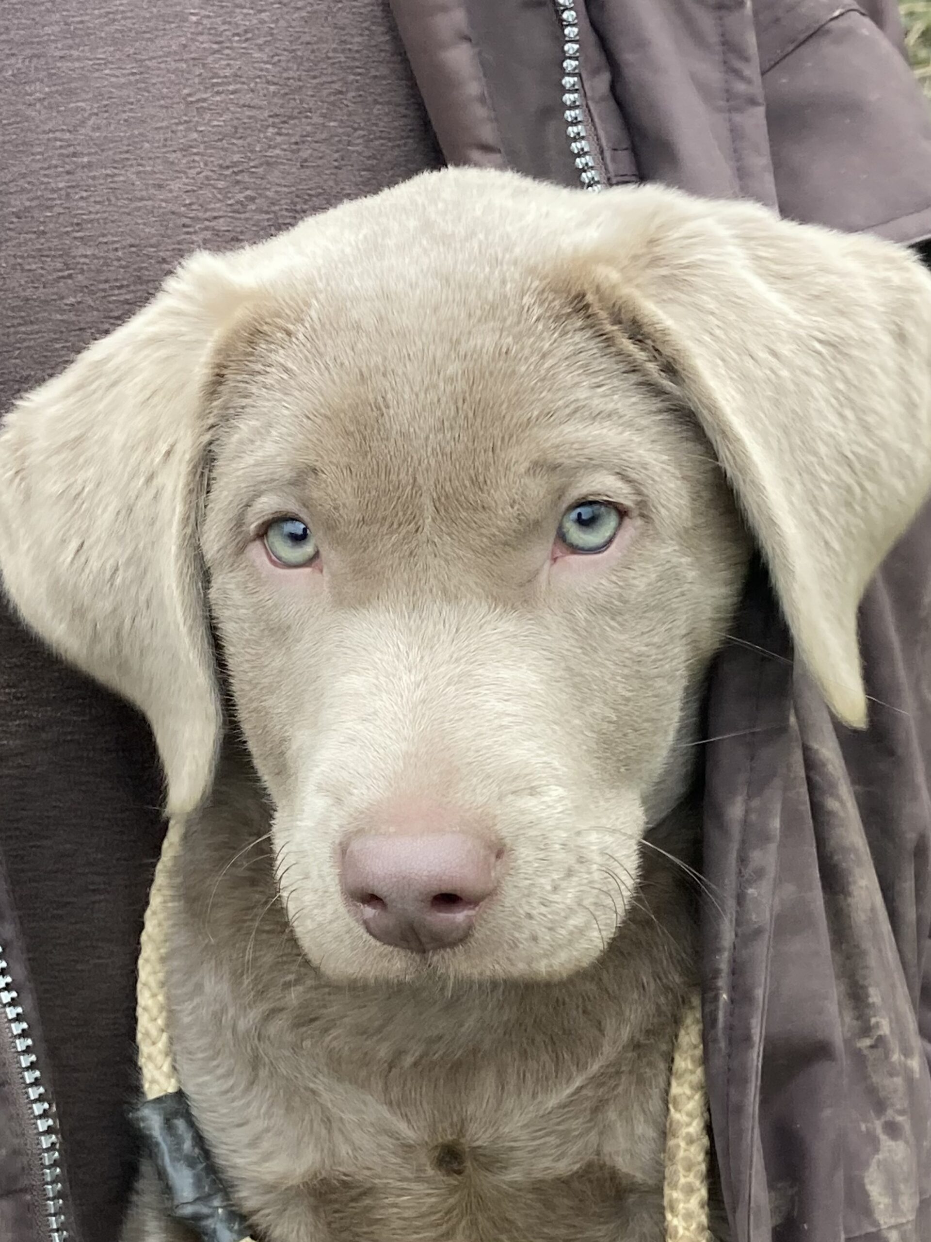 puppy-training-1
