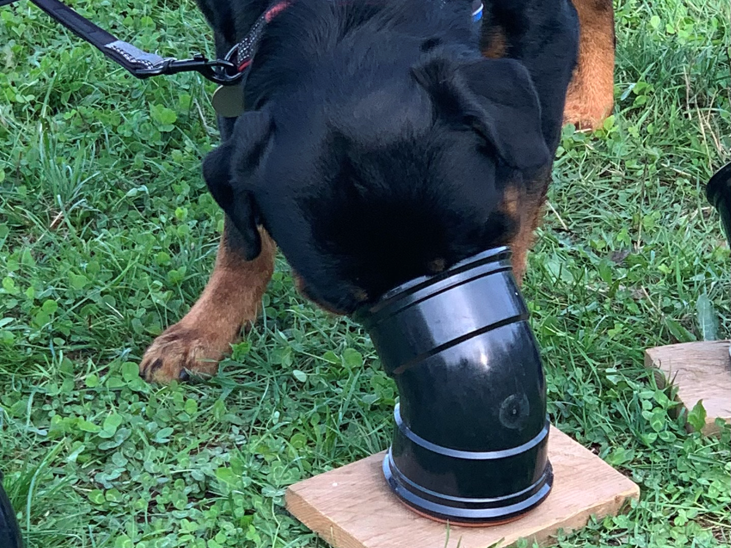 sniffer dog