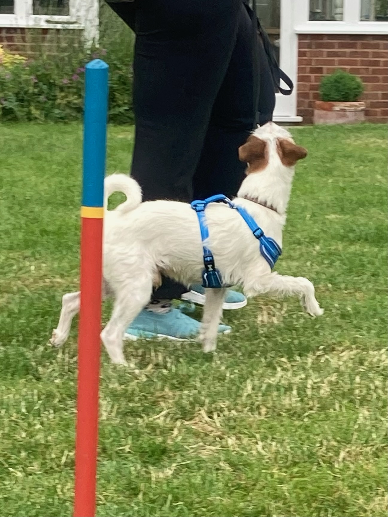 IMG_0789 Scent Training