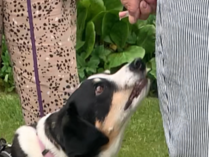 Scent Training